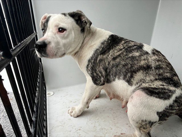 LILYPAD - Pit Bull Terrier available for adoption