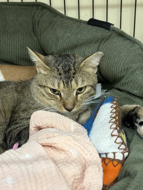 CHASE - Tabby for adoption in Bridgeport
