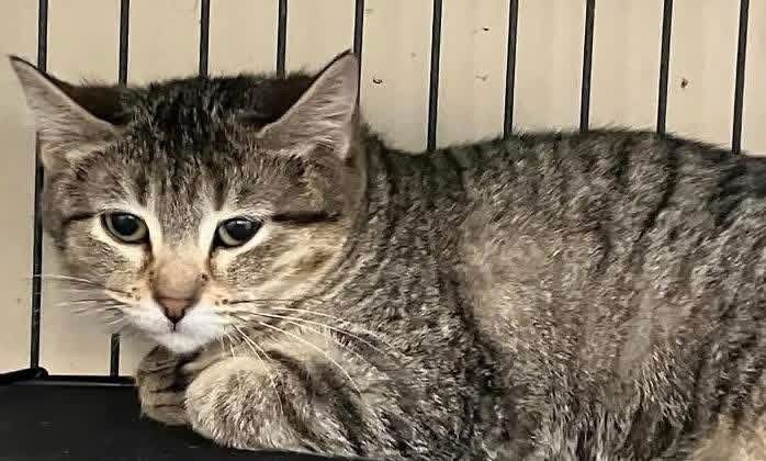 BUNNY - Tabby for adoption in Bridgeport