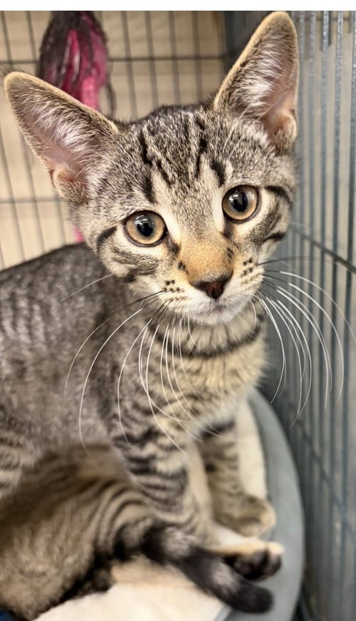 HERMES - Domestic Short Hair for adoption in Bridgeport