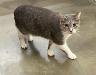 BETH - Domestic Short Hair for adoption in Bridgeport