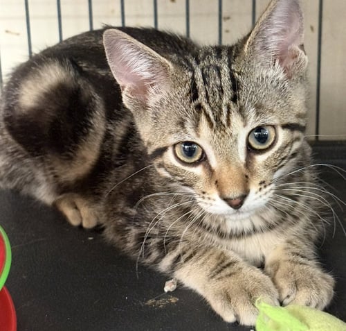 ROMULOUS - Tabby for adoption in Bridgeport