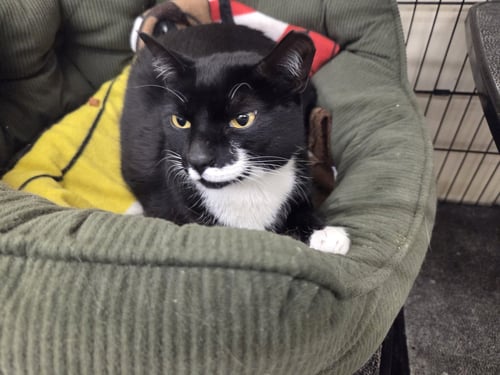 STORMI - Domestic Short Hair for adoption in Bridgeport