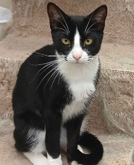 GRUNCH - Domestic Short Hair for adoption in Bridgeport