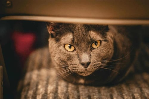 TEENY - Domestic Short Hair for adoption in Bridgeport