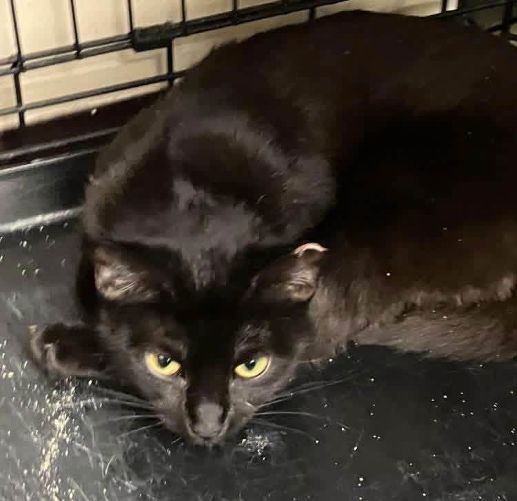 LUCY - Domestic Short Hair for adoption in Bridgeport