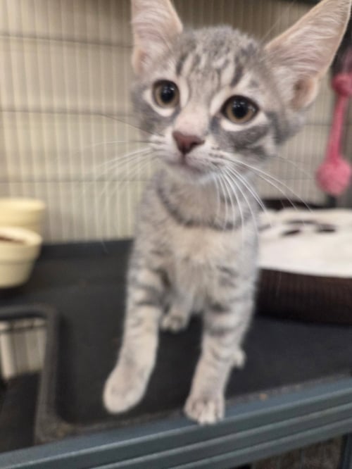 TARTUFO - Tabby for adoption in Bridgeport