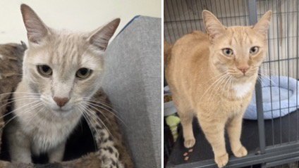 OLAF AND BRUNO - Tabby for adoption in Bridgeport