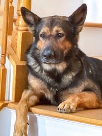 Rambo - Photo 4