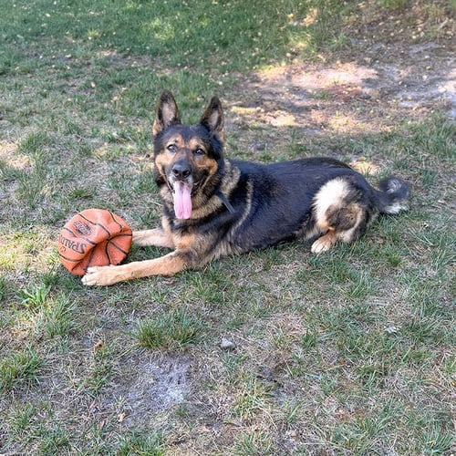 RAMBO - German Shepherd Dog available for adoption