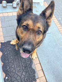 Rambo - Photo 3