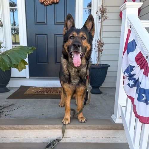 RAMBO - German Shepherd Dog for adoption in Newark