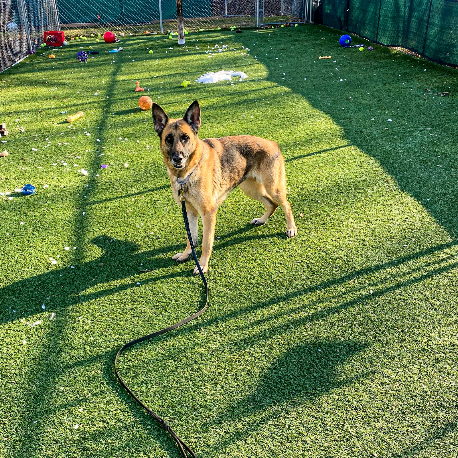 FLORA - German Shepherd Dog available for adoption