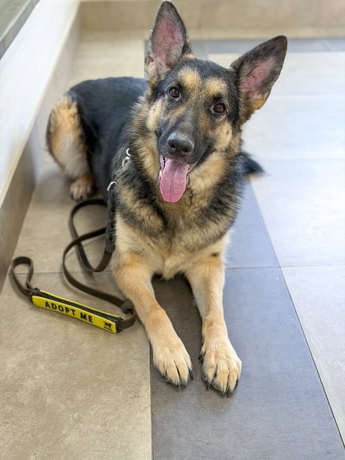 BELLA - German Shepherd Dog for adoption in Elizabeth