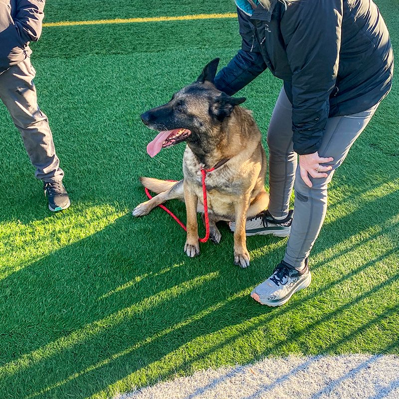 MARIA - German Shepherd Dog available for adoption