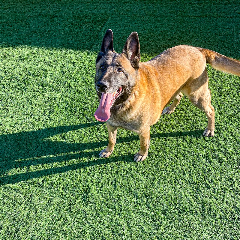 MARIA - German Shepherd Dog available for adoption