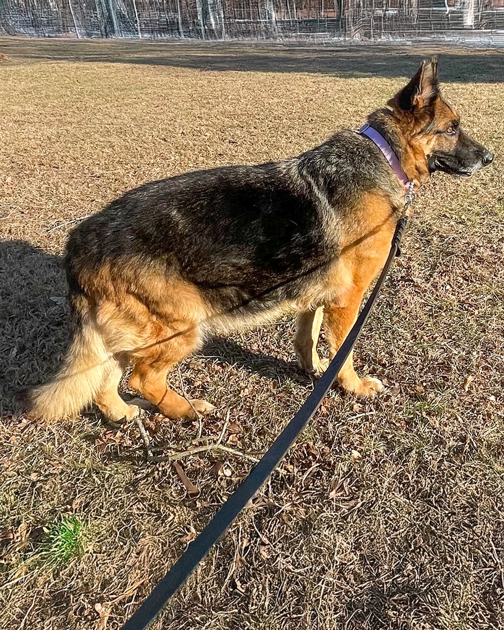 SADIE - German Shepherd Dog available for adoption