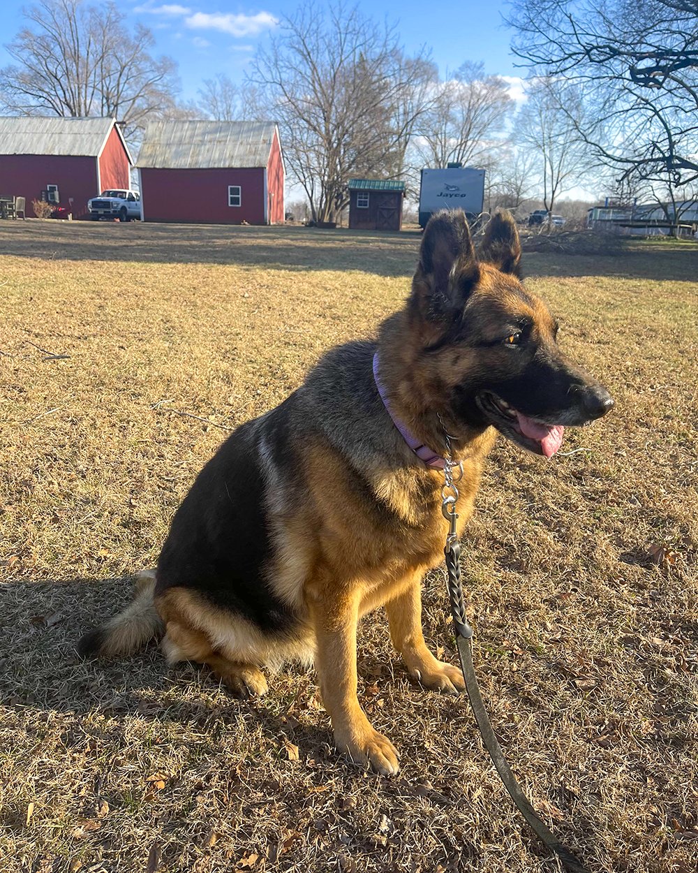 SADIE - German Shepherd Dog available for adoption