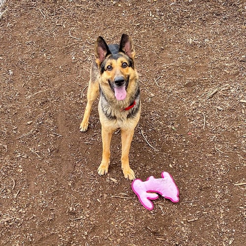KLARA - German Shepherd Dog available for adoption