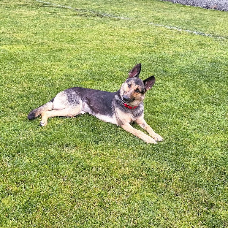 Klara Image