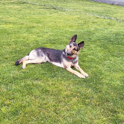 KLARA - German Shepherd Dog for adoption in Newark
