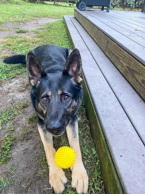 VADER - German Shepherd Dog available for adoption