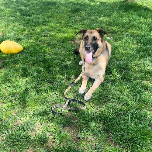 MAYA - German Shepherd Dog available for adoption