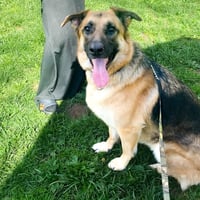 Maya - Photo 3