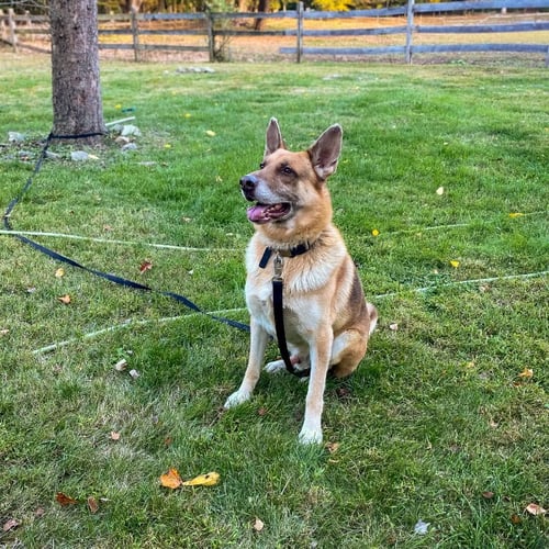 JOKER (WITH HARLEY) - German Shepherd Dog for adoption in Newark