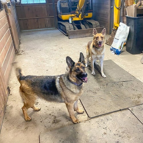 JOKER (WITH HARLEY) - German Shepherd Dog available for adoption