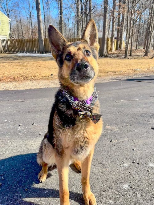 JASPER - German Shepherd Dog for adoption in Newark