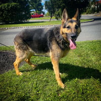 Jasper - Photo 2