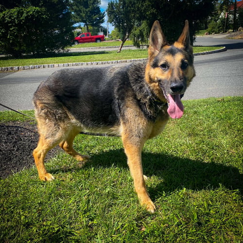 JASPER - German Shepherd Dog available for adoption
