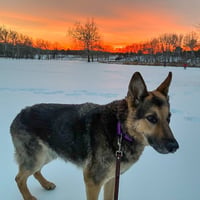 Jasper - Photo 4