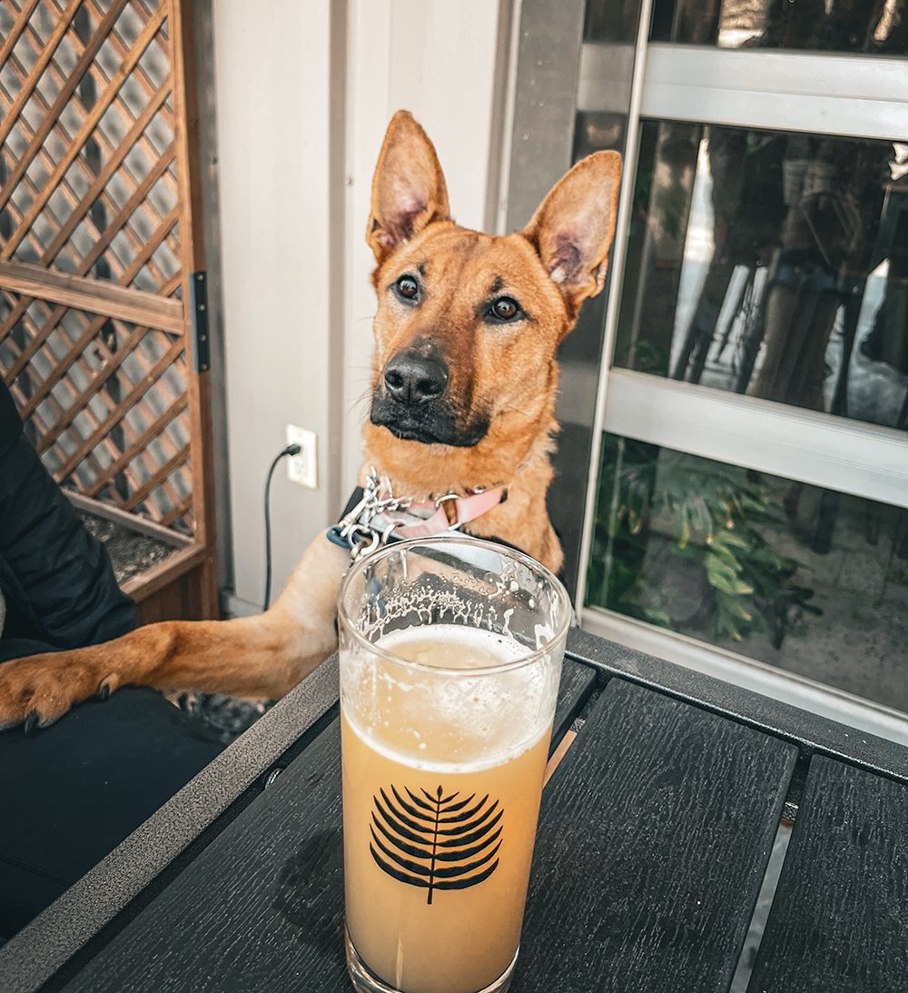 BONNIE - German Shepherd Dog for adoption in Newark