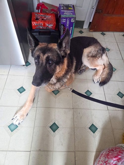 MOSES - German Shepherd Dog for adoption in Elizabeth