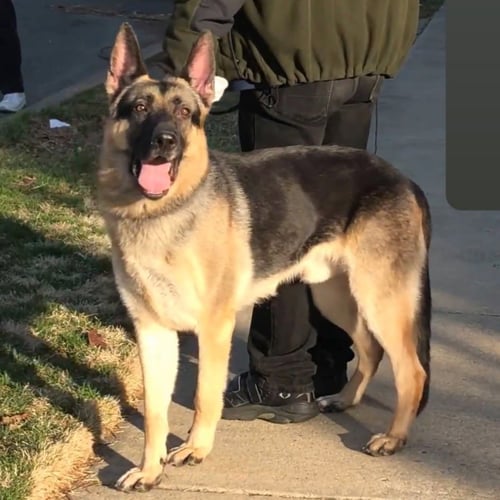 MOSES - German Shepherd Dog available for adoption