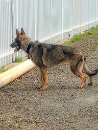 Kota - Photo 5