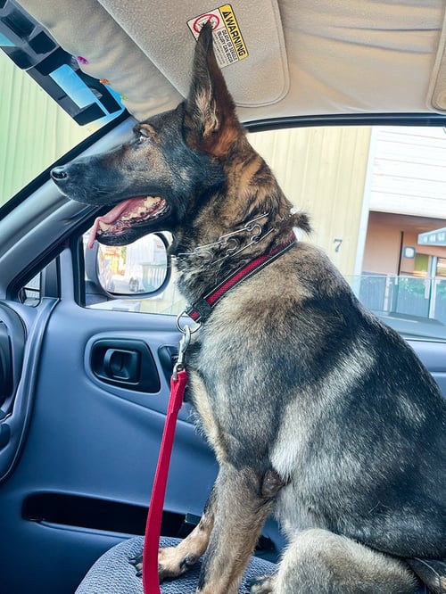 KOTA - German Shepherd Dog available for adoption