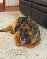 Sadie - Photo 5