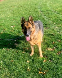 Sadie - Photo 3