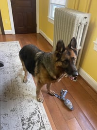 Sadie - Photo 4