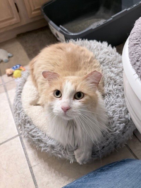 BLAZE - Domestic Long Hair available for adoption