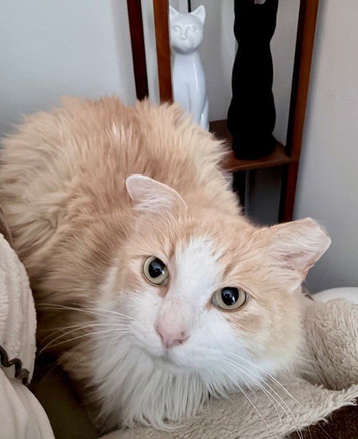 BLAZE - Domestic Long Hair available for adoption