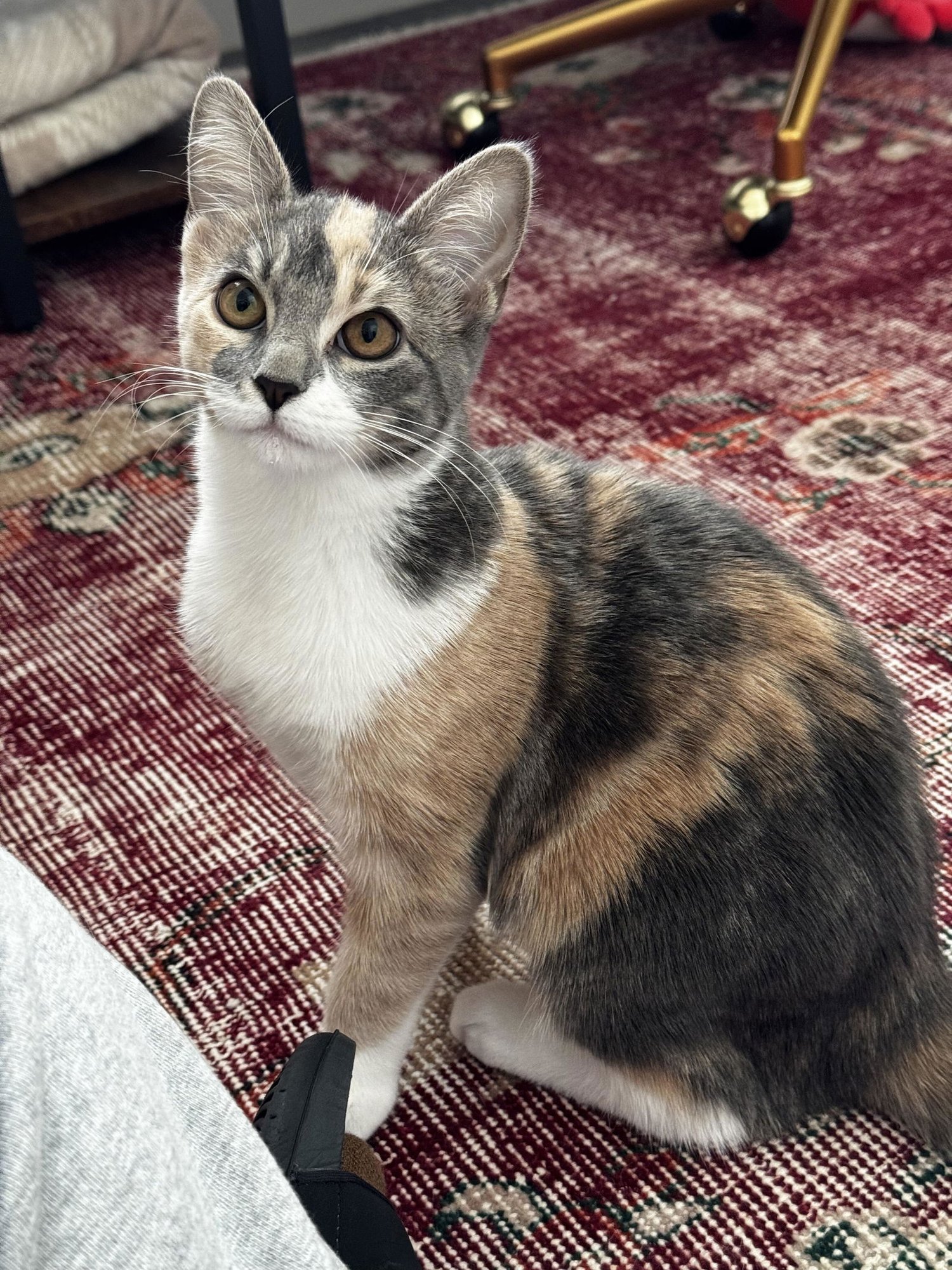 GLINDA - Domestic Medium Hair available for adoption