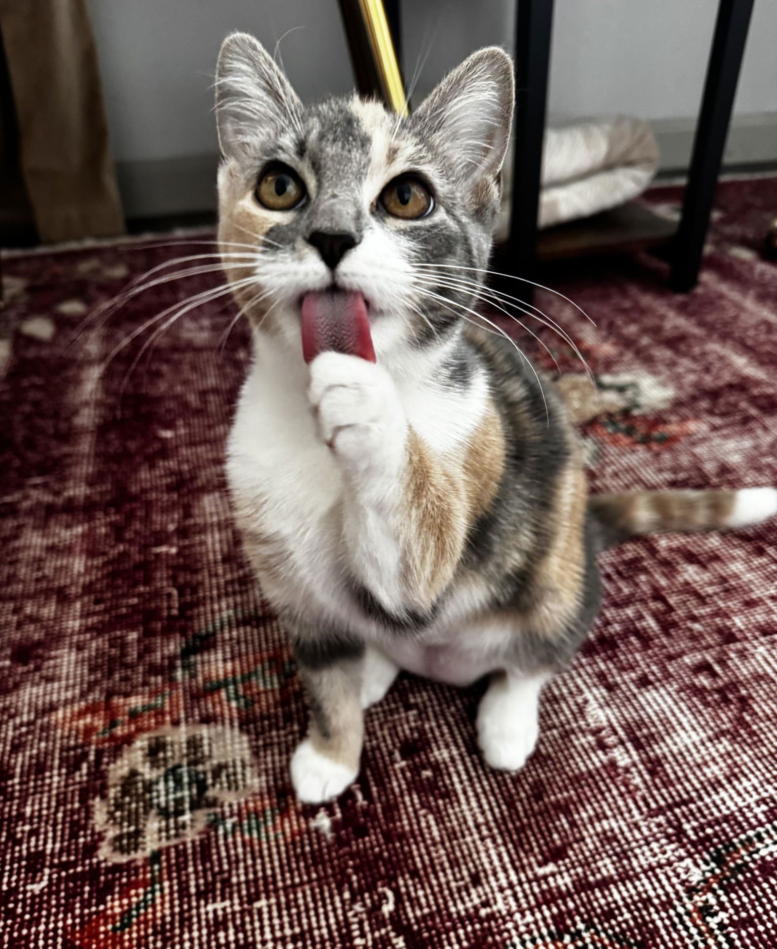 GLINDA - Domestic Medium Hair available for adoption