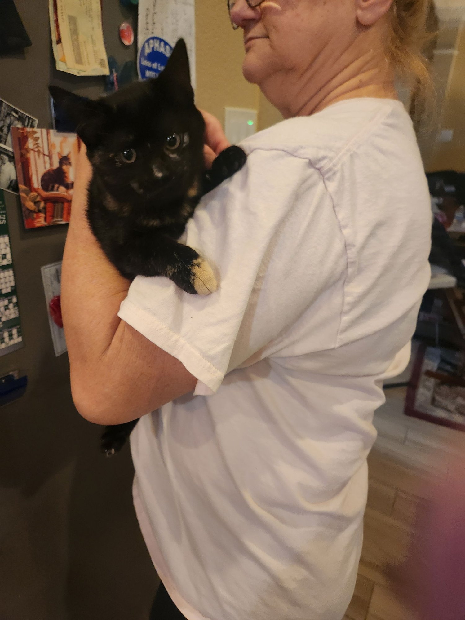 DARLA - Domestic Short Hair available for adoption