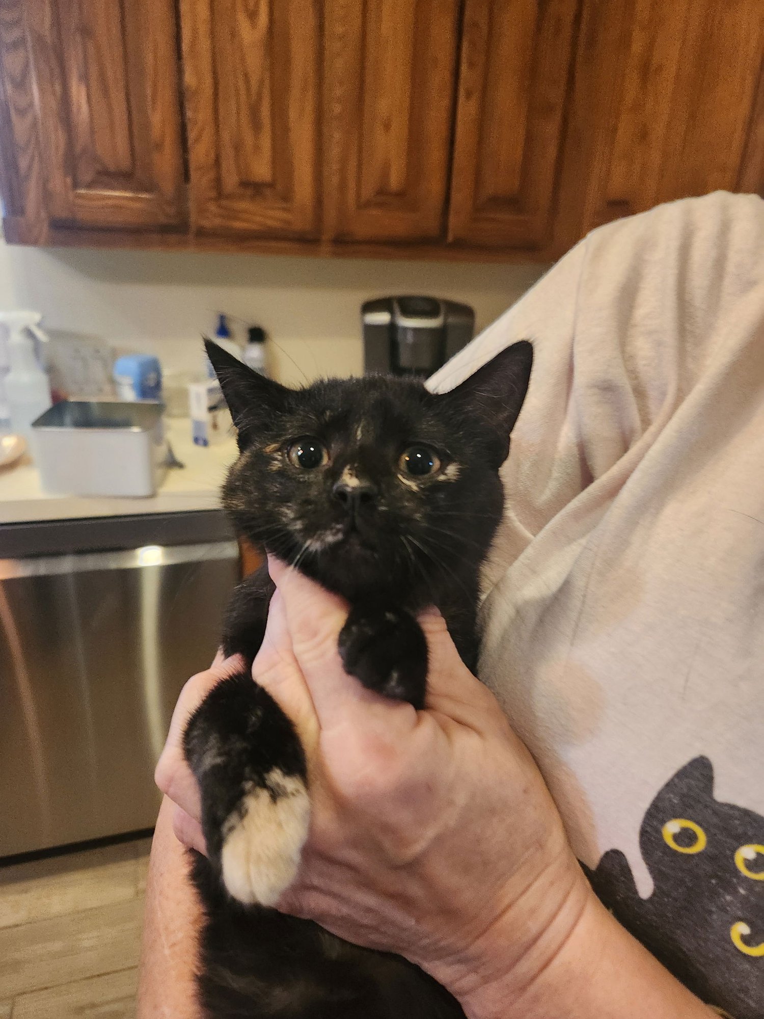 DARLA - Domestic Short Hair available for adoption