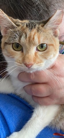 KHALESSI - Domestic Short Hair available for adoption