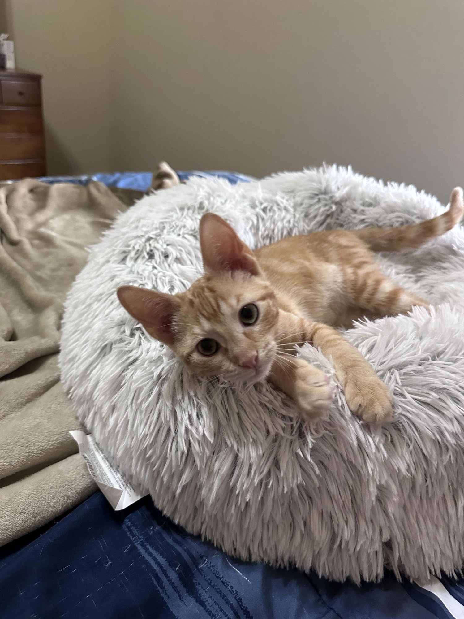 VIVI - Domestic Short Hair available for adoption